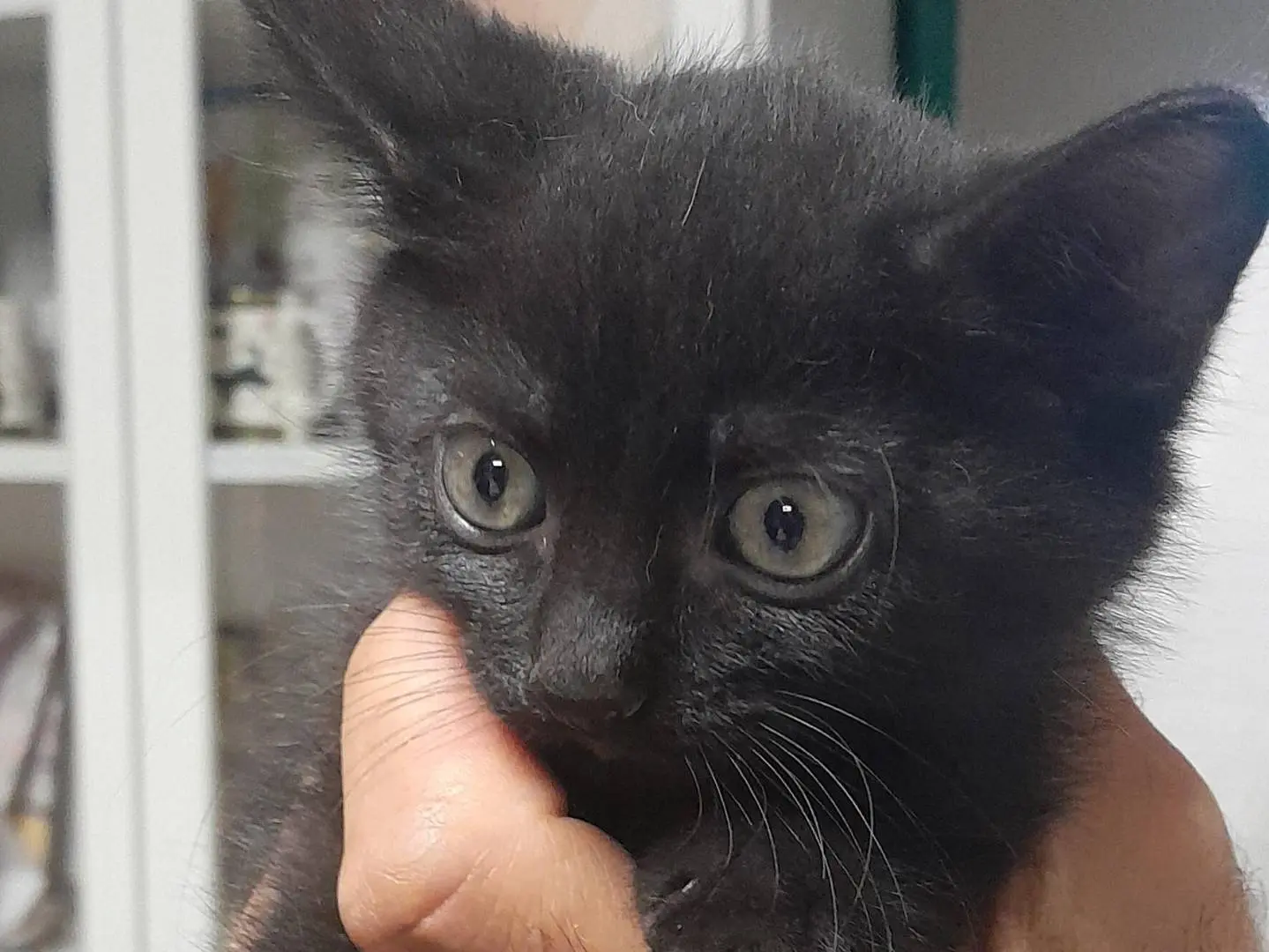 Adozione gatto, maschio, Razza sconosciuta Razza sconosciuta, 2 mesi, taglia non valida, Ravenna