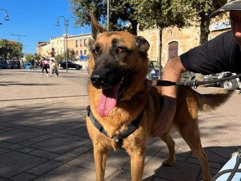 Foto 2 dell'animale