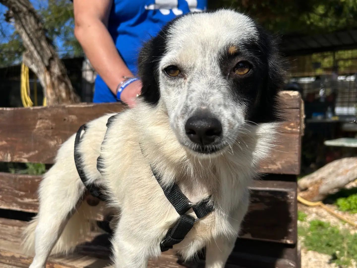 Adotta un cane, maschio, 1 anno e 6 mesi, Foggia