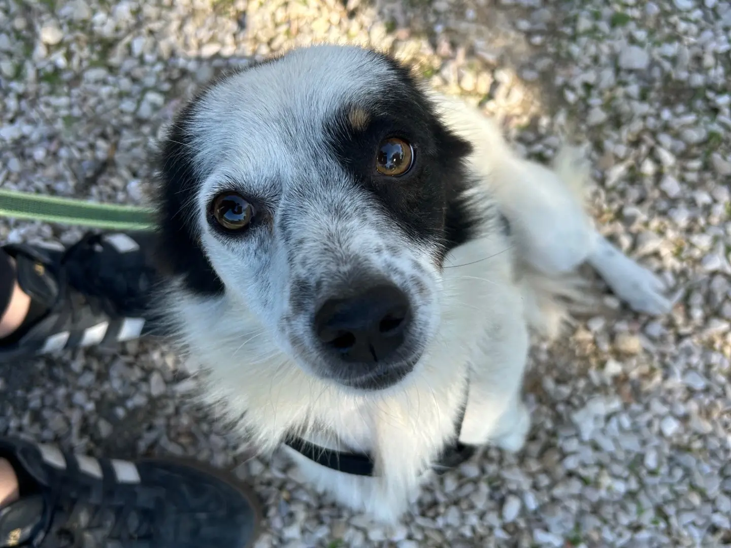Adozione cane, maschio, Razza sconosciuta Razza sconosciuta, 1 anno e 6 mesi, taglia piccola, Foggia