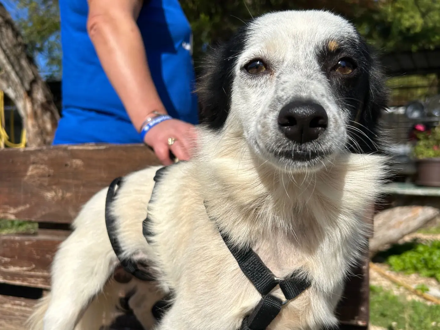 Vuoi adottare un cane a Foggia?