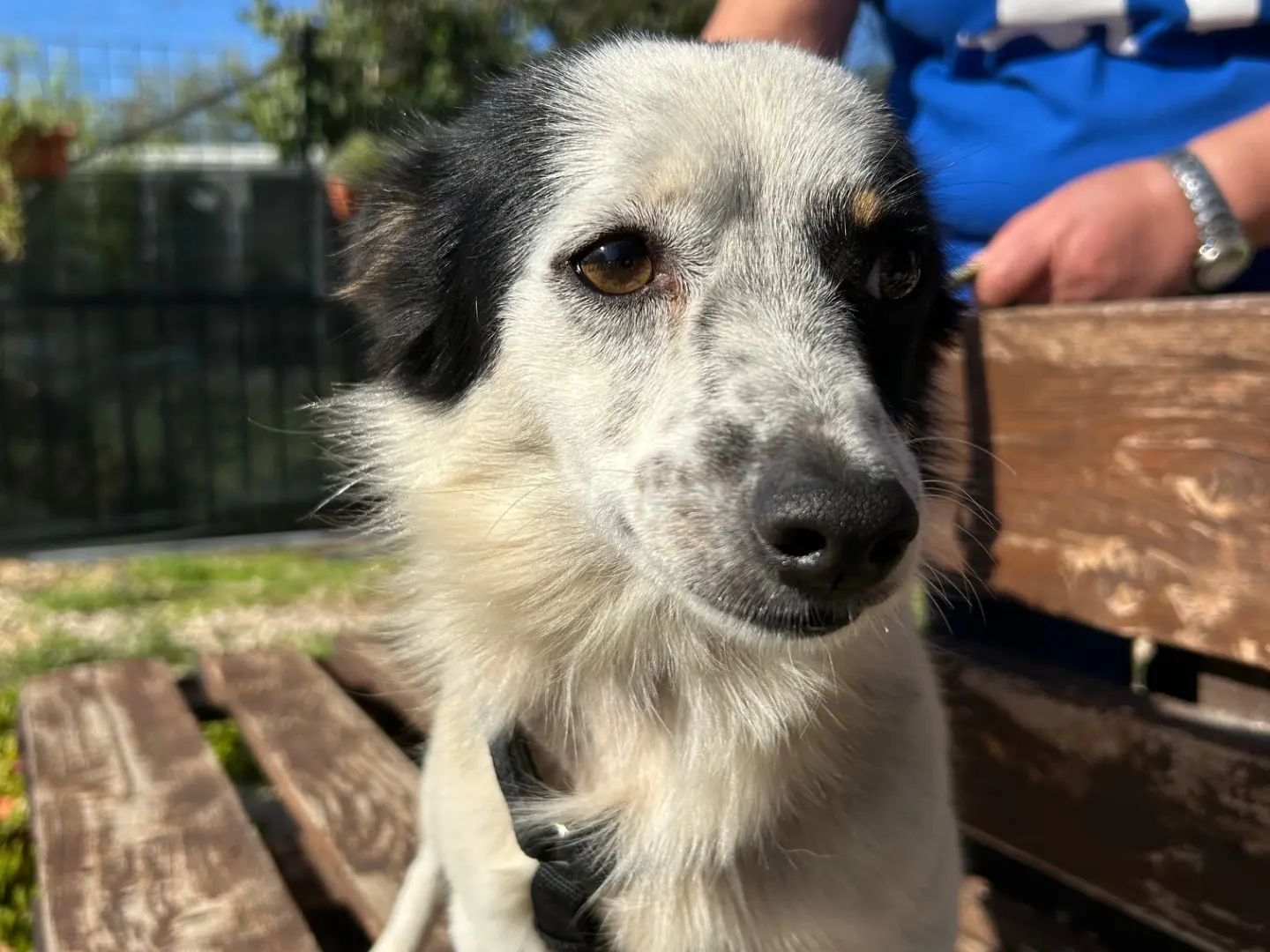 Adotta un cane, taglia piccola, maschio, Foggia