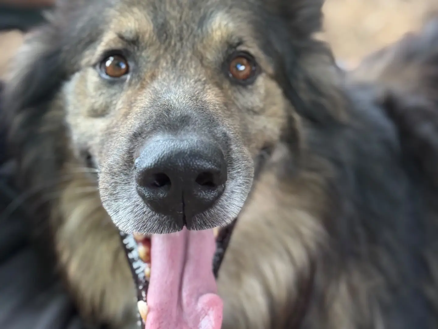 Vuoi adottare un cane a Milano?