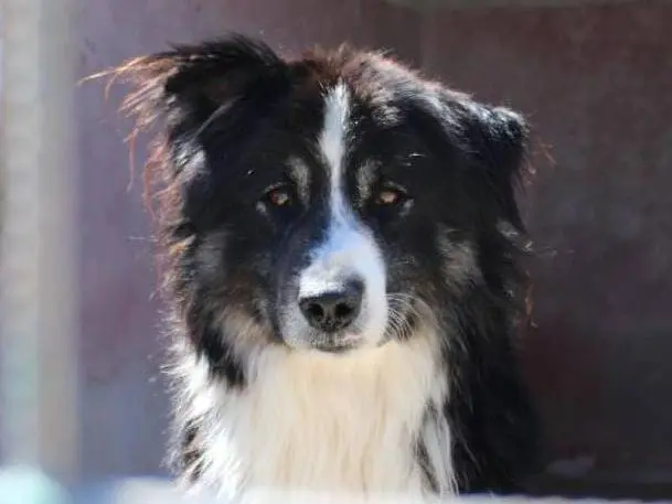 Adozione cane, maschio, Razza sconosciuta Razza sconosciuta, 3 anni e 4 mesi, taglia media, Cuneo