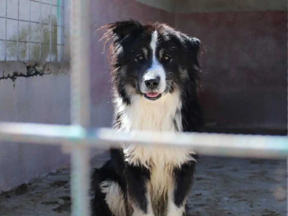Adotta un cane, taglia media, maschio, Cuneo