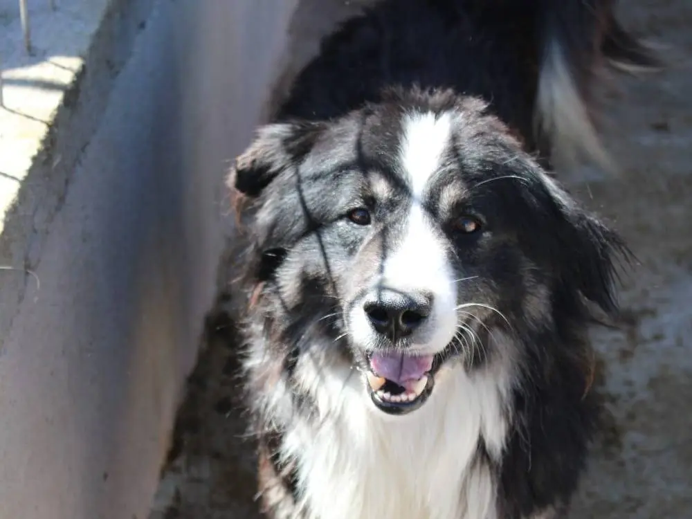 Adotta un cane, maschio, 3 anni e 4 mesi, Cuneo
