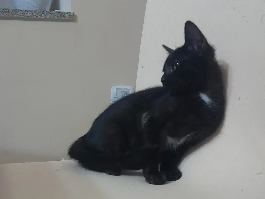 Adotta un gatto, taglia non valida, femmina, Pisa