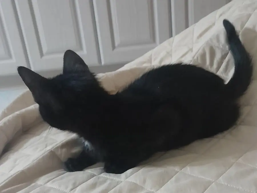 Adotta un gatto, femmina, 1 anno e 2 mesi, Pisa