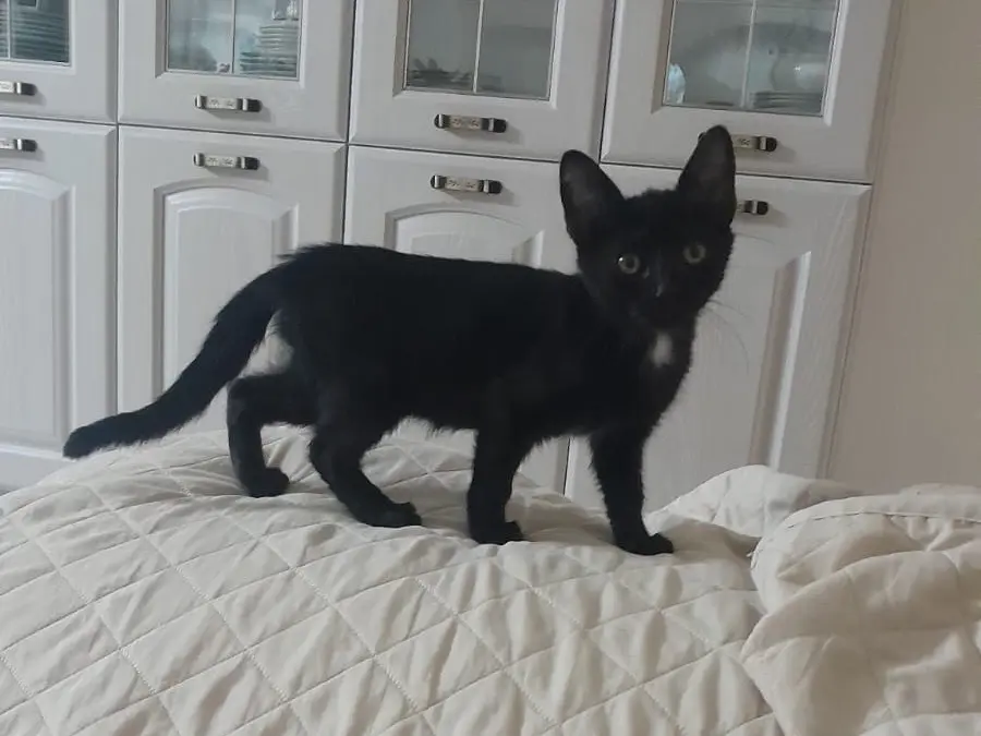 Adozione gatto, femmina, Razza sconosciuta Razza sconosciuta, 1 anno e 2 mesi, taglia non valida, Pisa