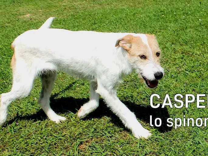 Adozione cane, maschio, Spinone Razza sconosciuta, 5 anni e 6 mesi, taglia media, Frosinone