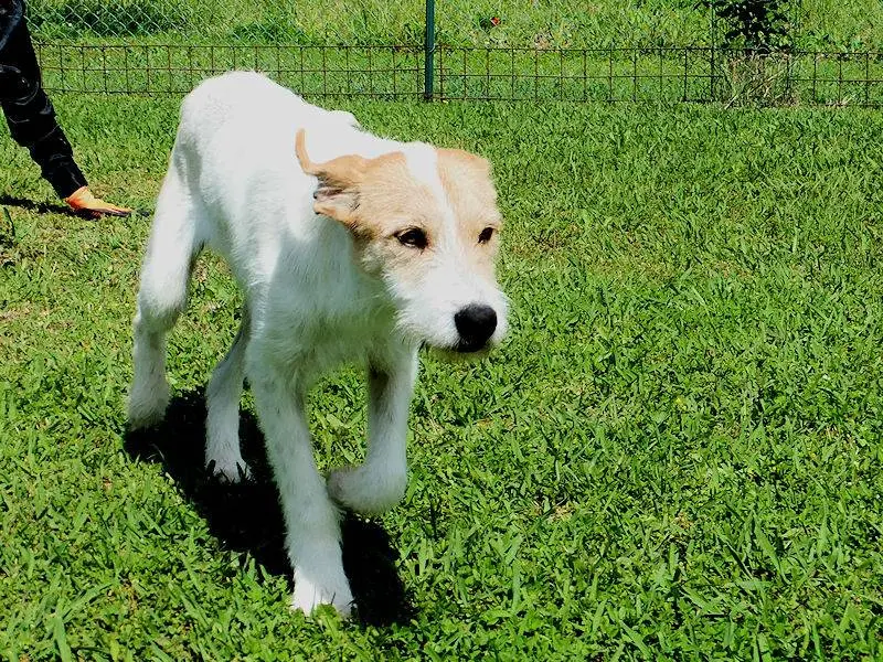Adotta un cane, maschio, 5 anni e 6 mesi, Frosinone