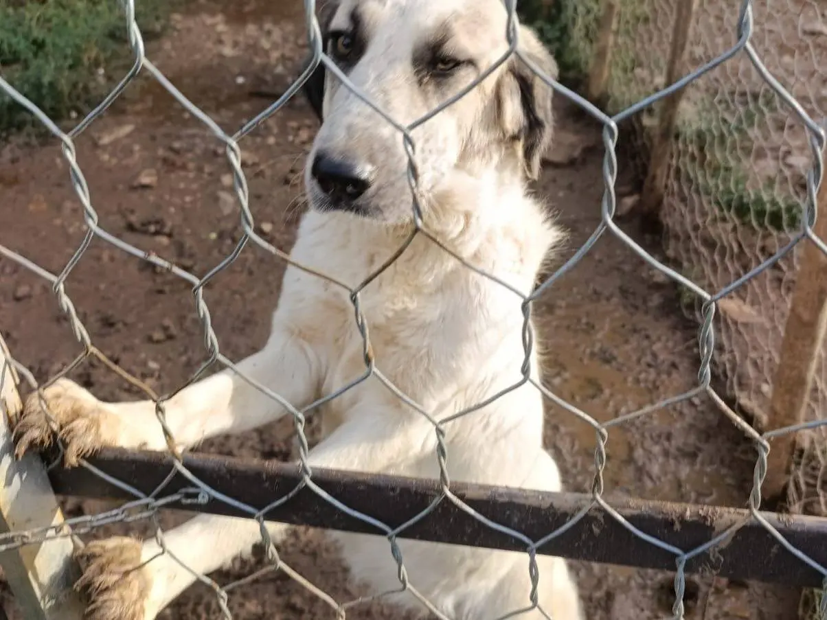 Vuoi adottare un cane a Catanzaro?