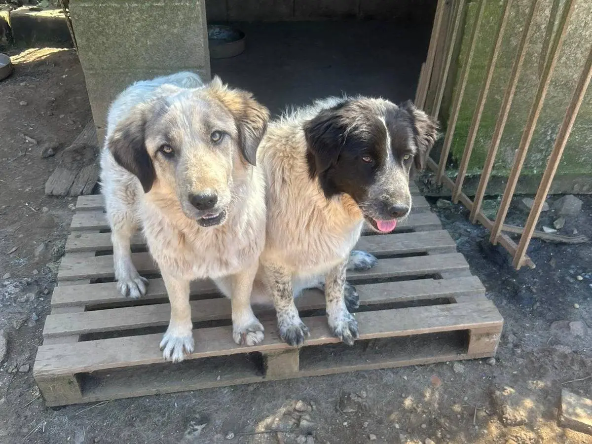 Adotta un cane, femmina, 1 anno e 10 mesi, Catanzaro