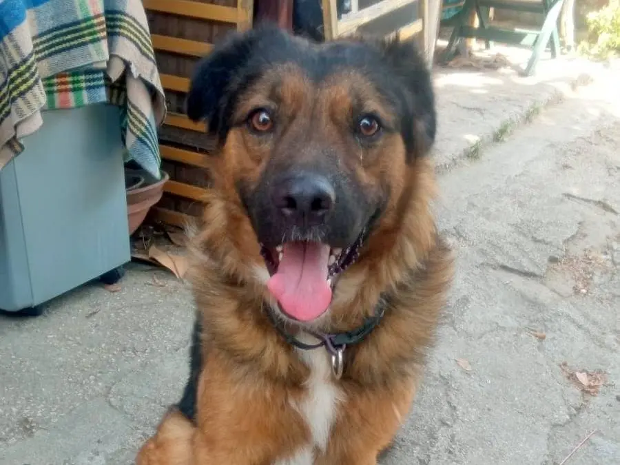 Adotta il cane Charlie a Napoli