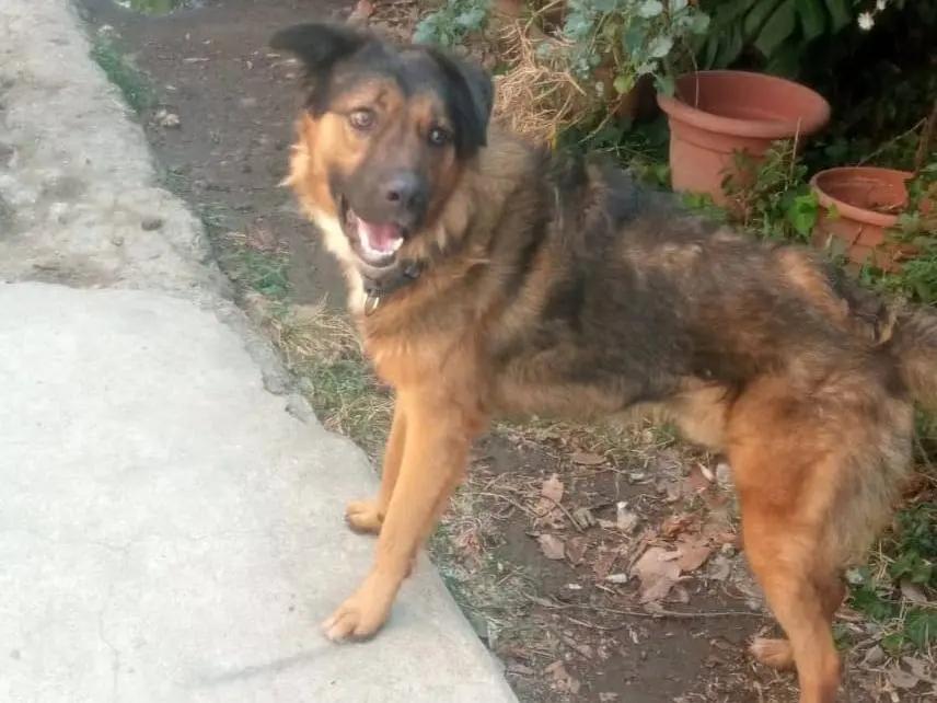 Vuoi adottare un cane a Napoli?