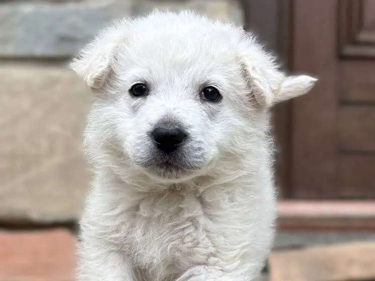 Adotta il cane Pippo a Potenza