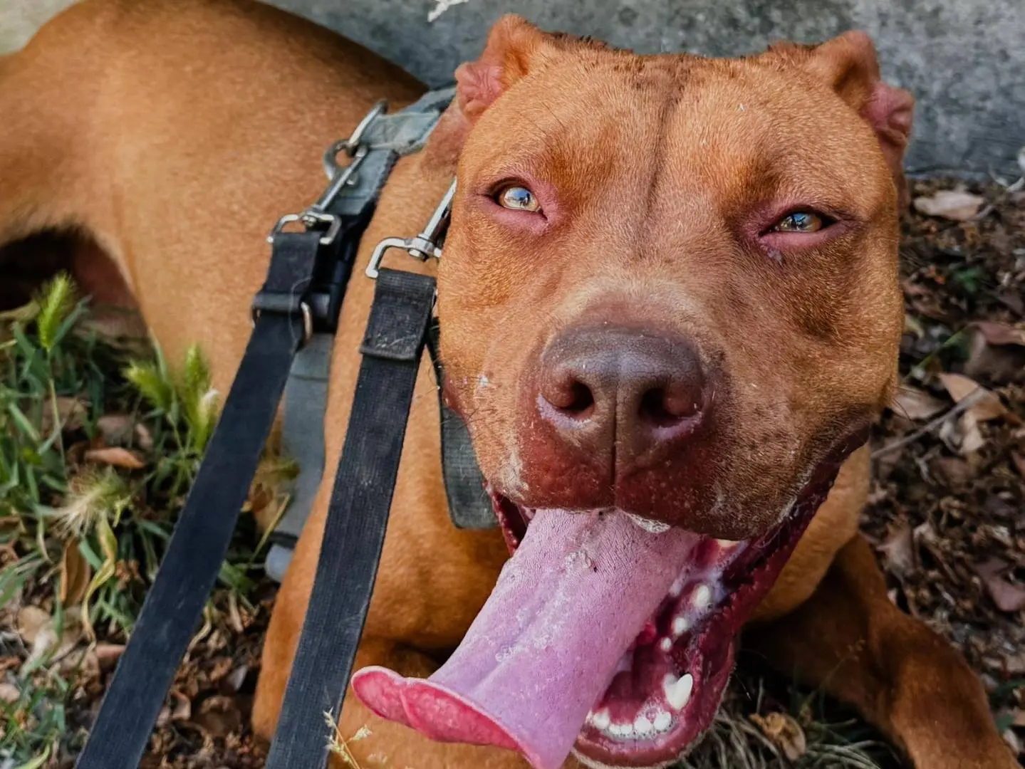 Adotta il cane ARON a Caserta