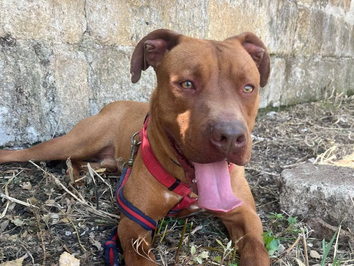 Adotta un cane, maschio, 2 anni e 7 mesi, Caserta