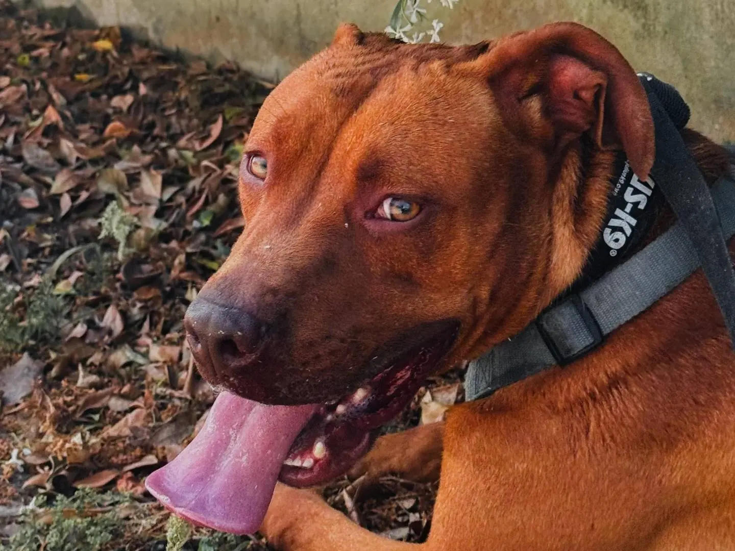 Adozione cane, maschio, Pitbull Razza sconosciuta, 2 anni e 7 mesi, taglia media, Caserta