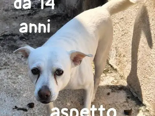 Adozione cane, femmina, Razza sconosciuta Razza sconosciuta, 14 anni e 4 mesi, taglia media contenuta, Asti