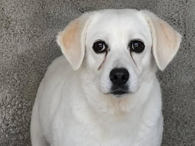 Adotta un cane, femmina, 14 anni e 4 mesi, Asti