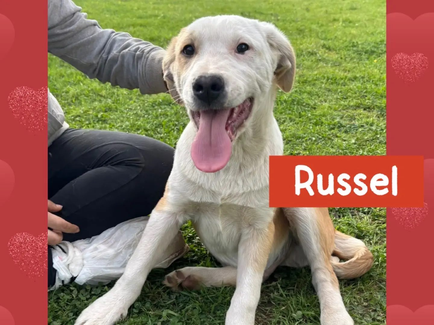 Adozione cane, maschio, Razza sconosciuta Razza sconosciuta, 10 mesi, taglia media, Catanzaro