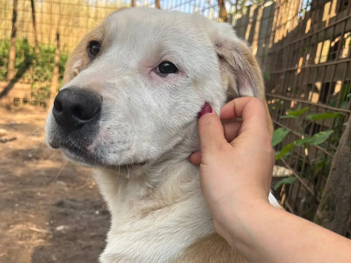 Adotta un cane, taglia media, maschio, Catanzaro