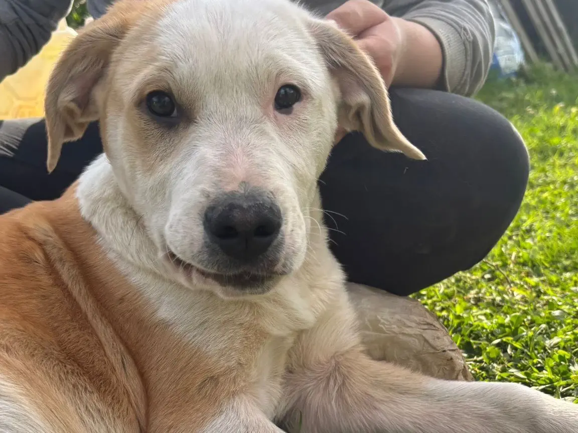 Adotta un cane, maschio, 10 mesi, Catanzaro