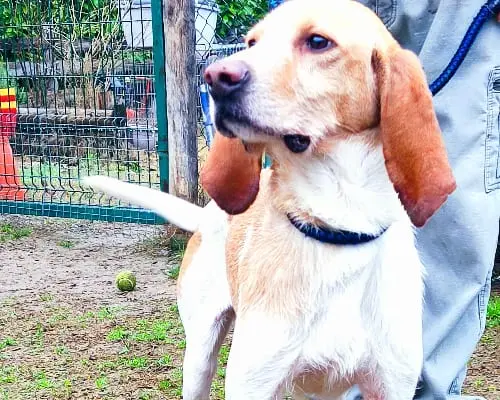 Vuoi adottare un cane a Pavia?
