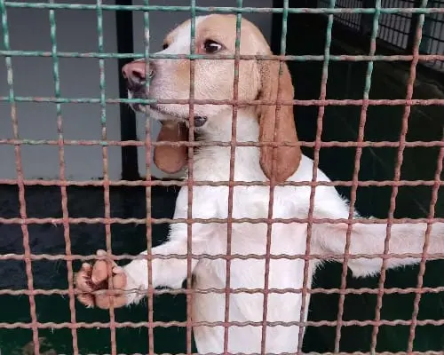 Adotta il cane LORD a Pavia