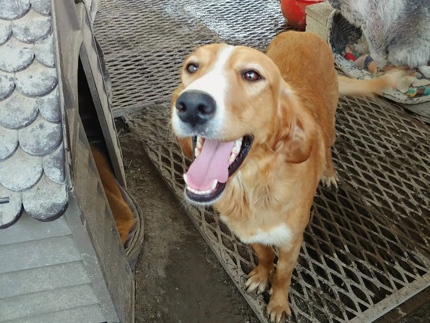 Adotta il cane Emily a Messina