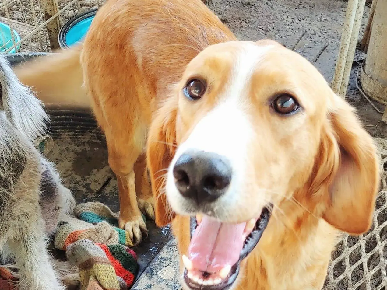 Adozione cane, femmina, Razza sconosciuta Razza sconosciuta, 4 anni e 8 mesi, taglia media, Messina