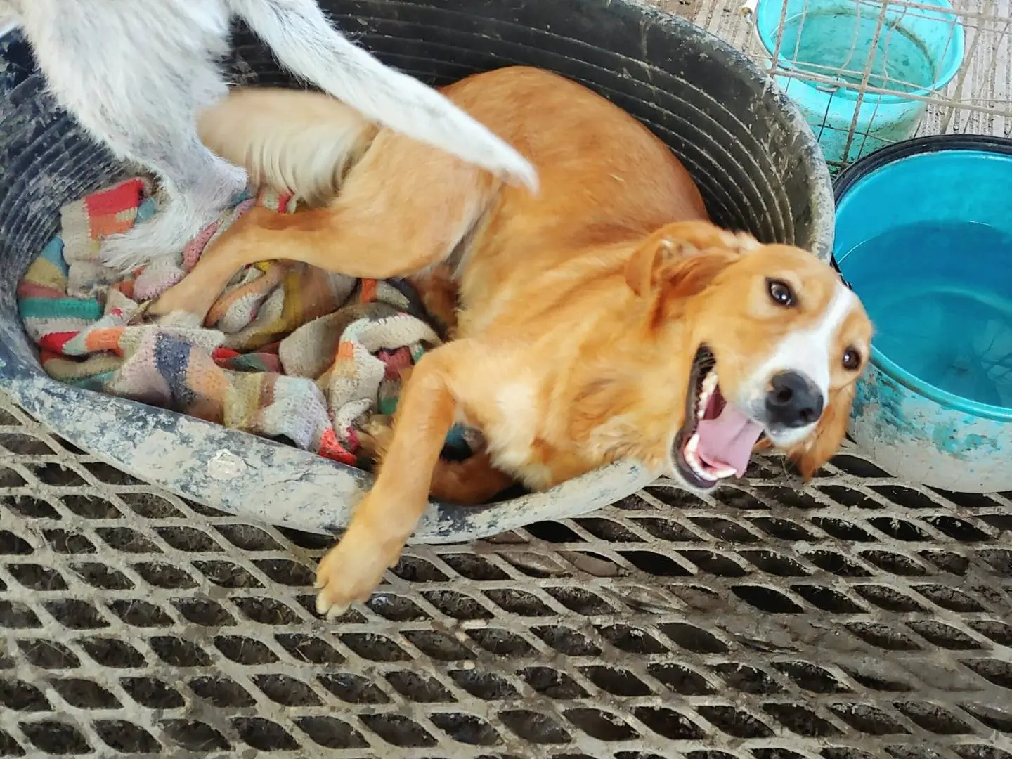 Vuoi adottare un cane a Messina?