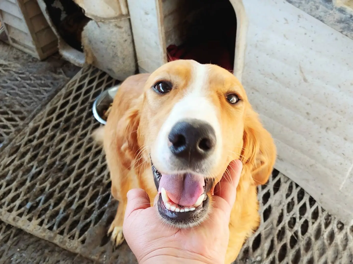 Adotta un cane, taglia media, femmina, Messina