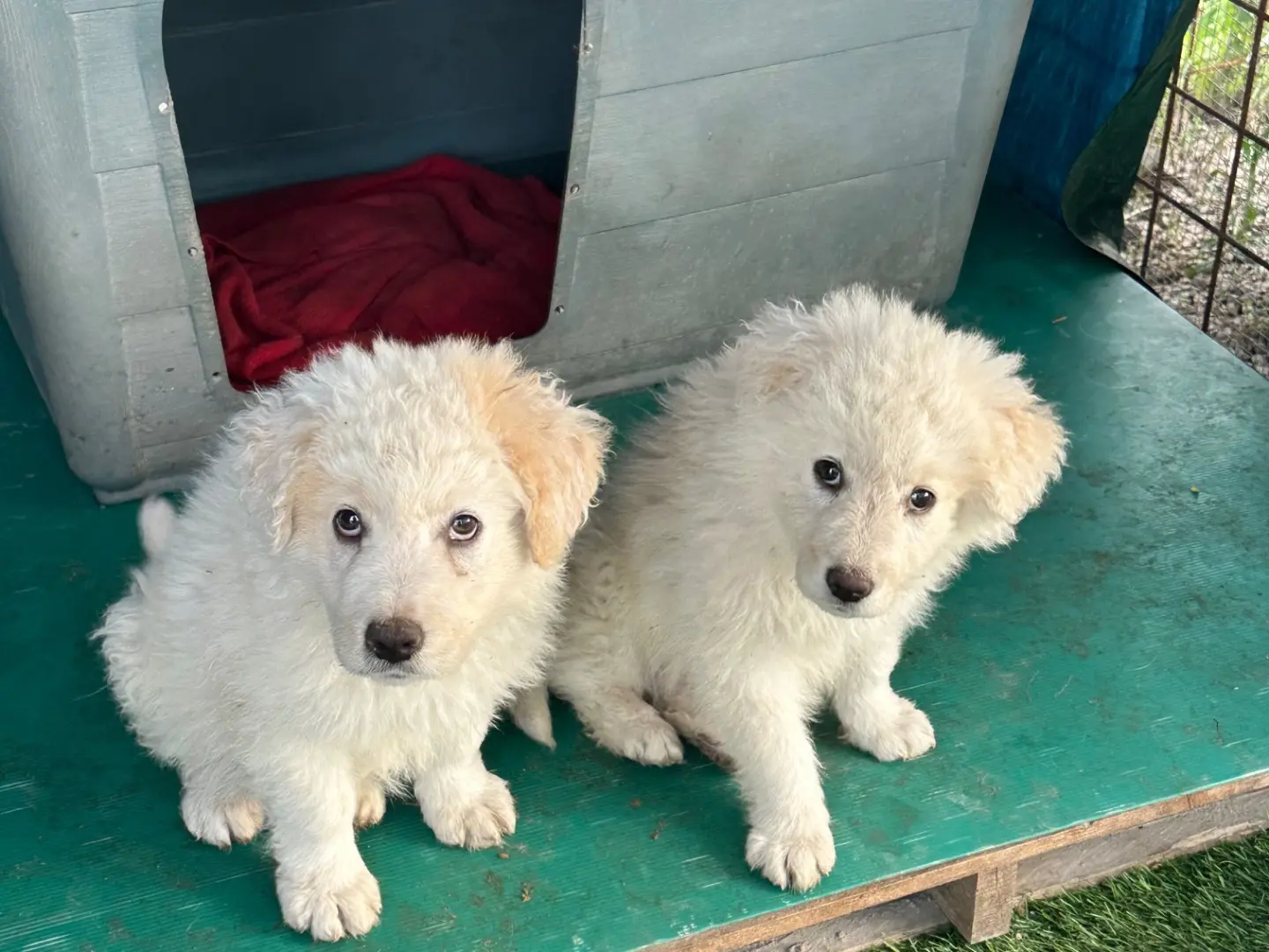 Adotta un cane, maschio, 6 mesi, Barletta