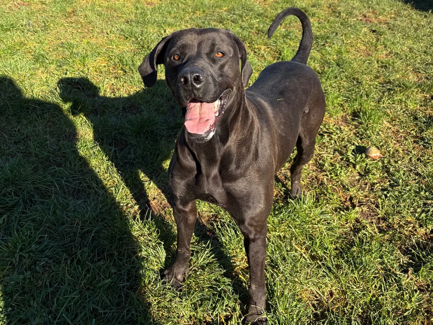 Adotta un cane, maschio, 3 anni e 5 mesi, Frosinone