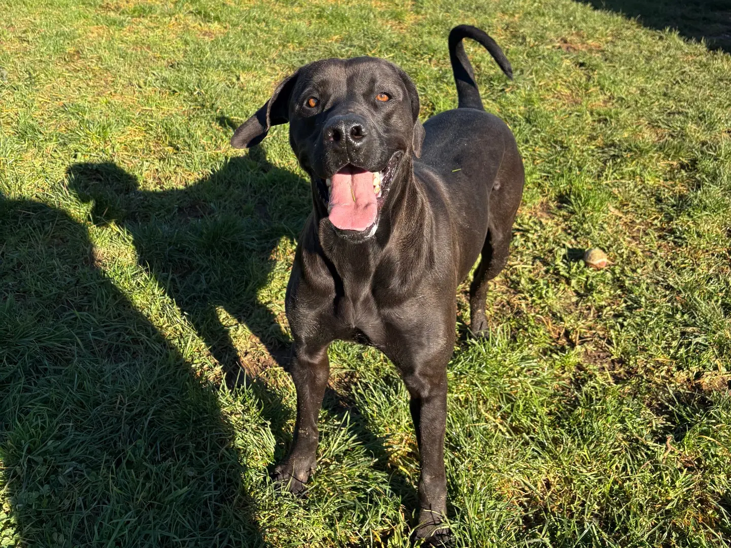 Adozione cane, maschio, Razza sconosciuta Razza sconosciuta, 3 anni e 5 mesi, taglia grande, Frosinone