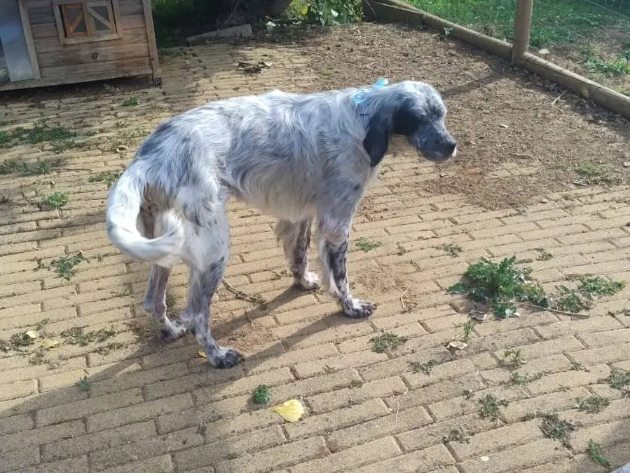 Adotta un cane, taglia media, maschio, Latina