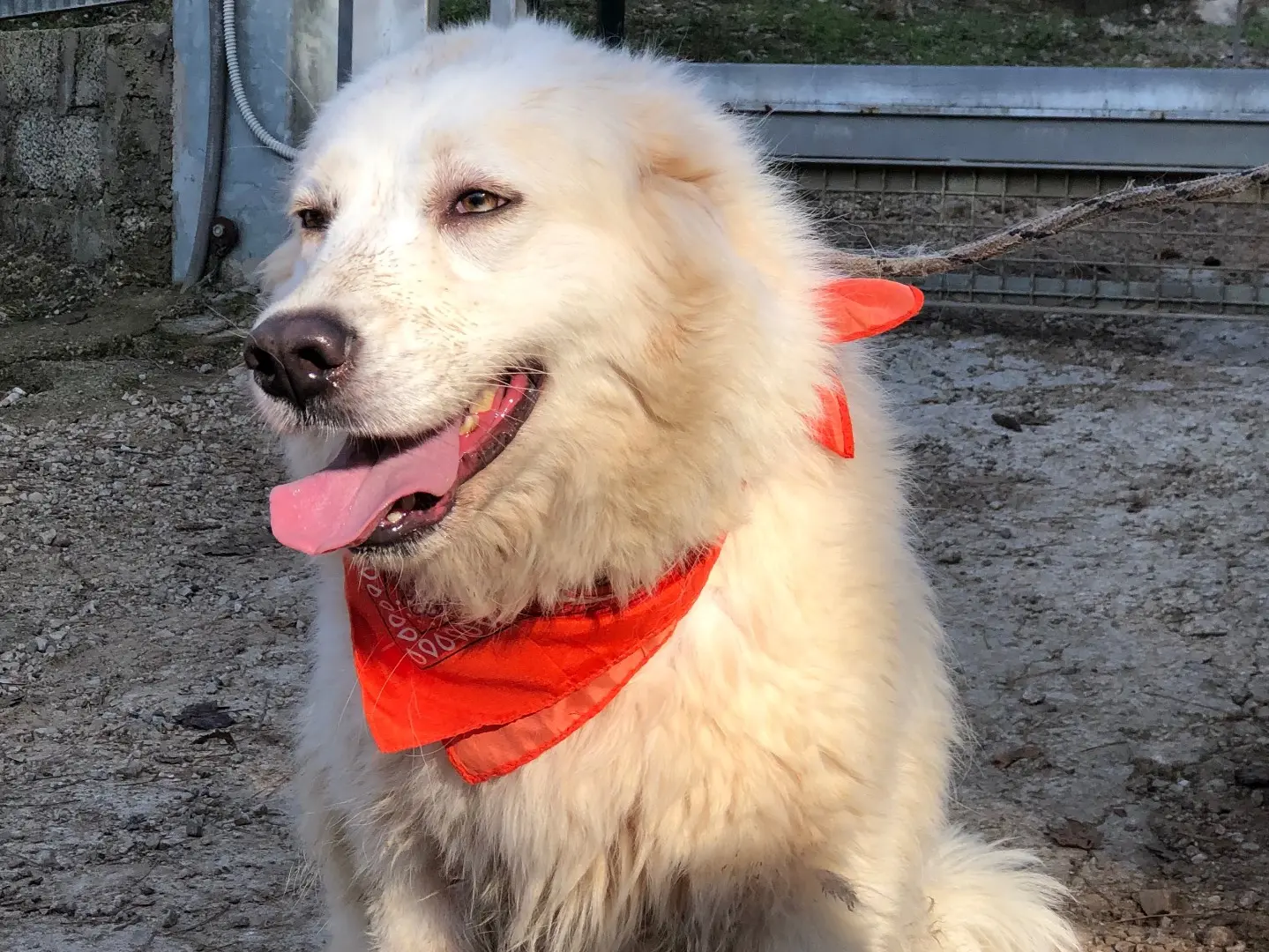 Vuoi adottare un cane a Latina?