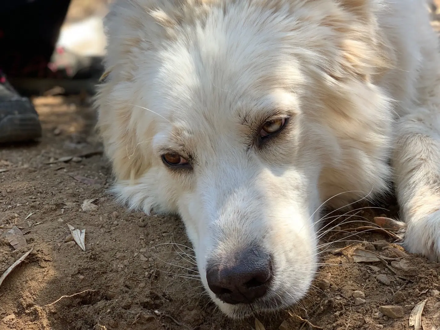 Adotta un cane, femmina, 5 anni e 7 mesi, Latina