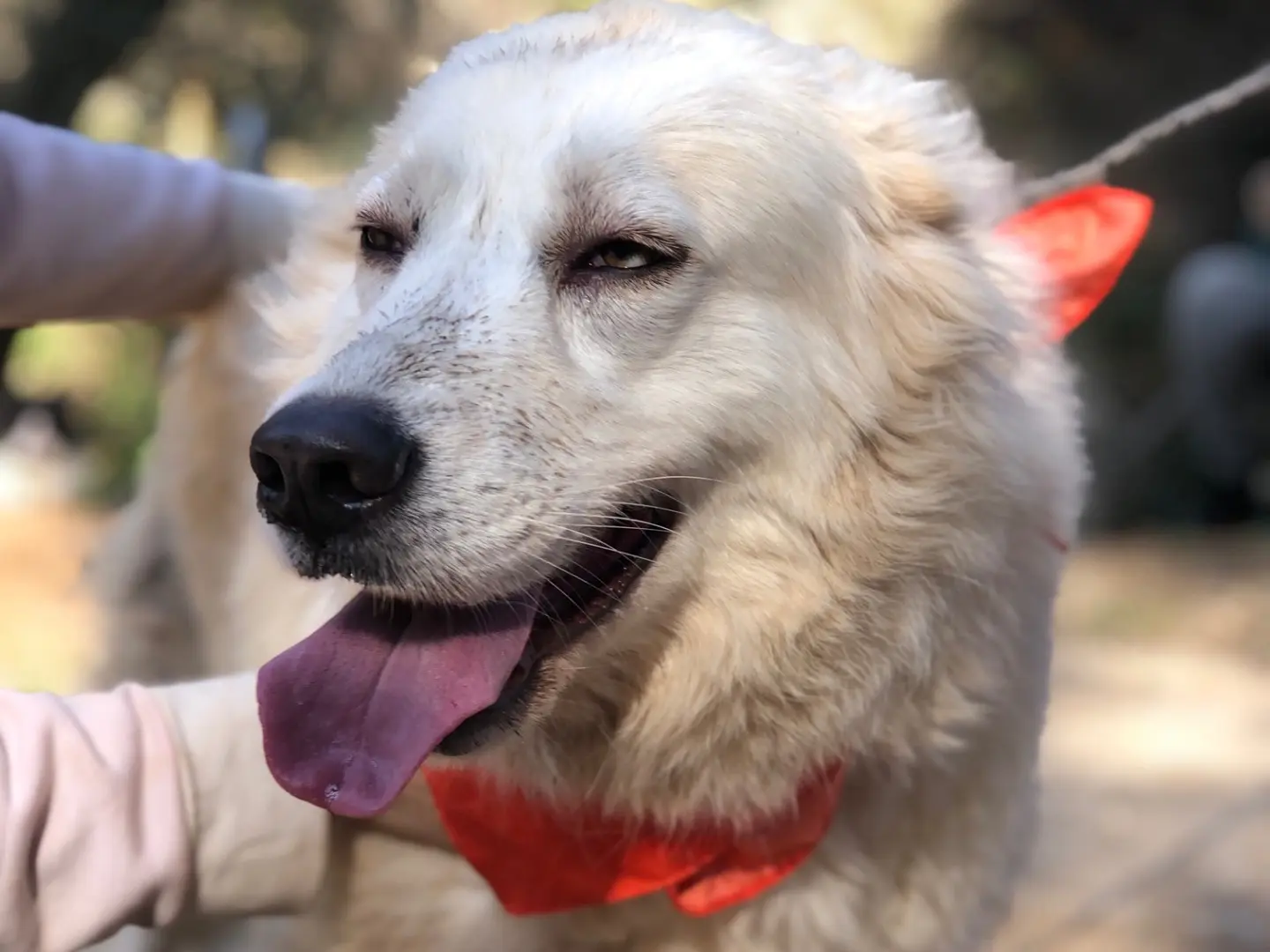 Adozione cane, femmina, Razza sconosciuta Razza sconosciuta, 5 anni e 7 mesi, taglia grande, Latina