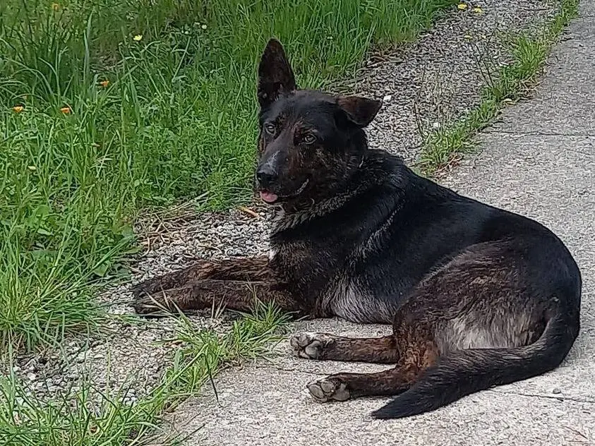 Vuoi adottare un cane a Catanzaro?