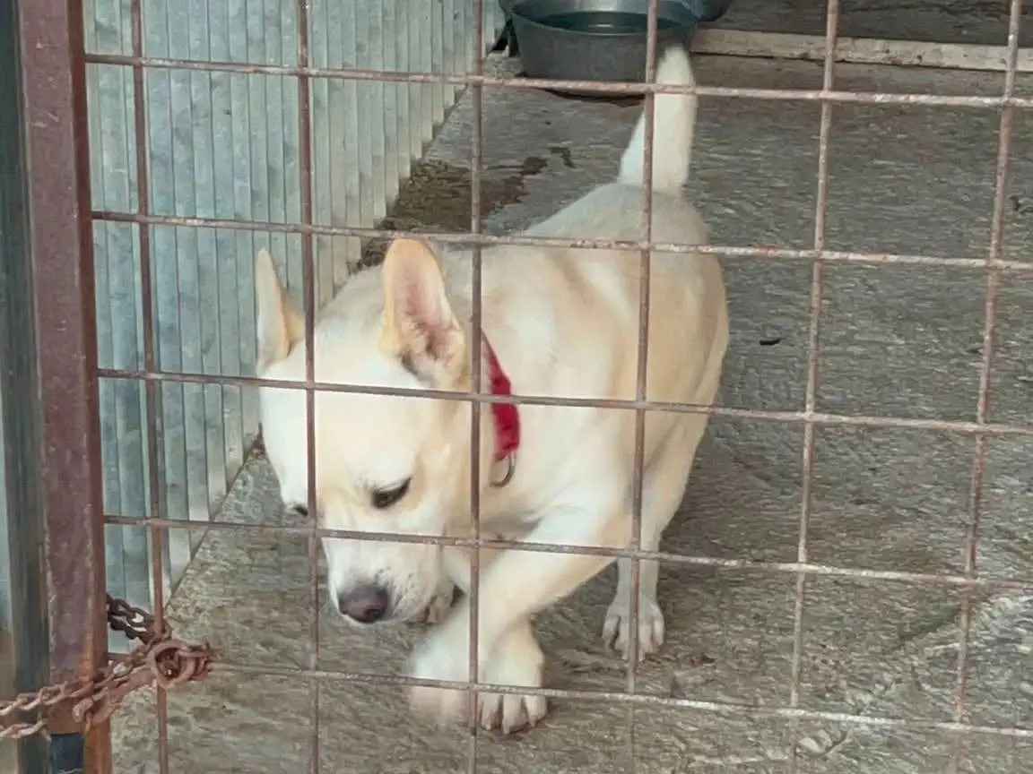 Adotta il cane Baddy a Bari