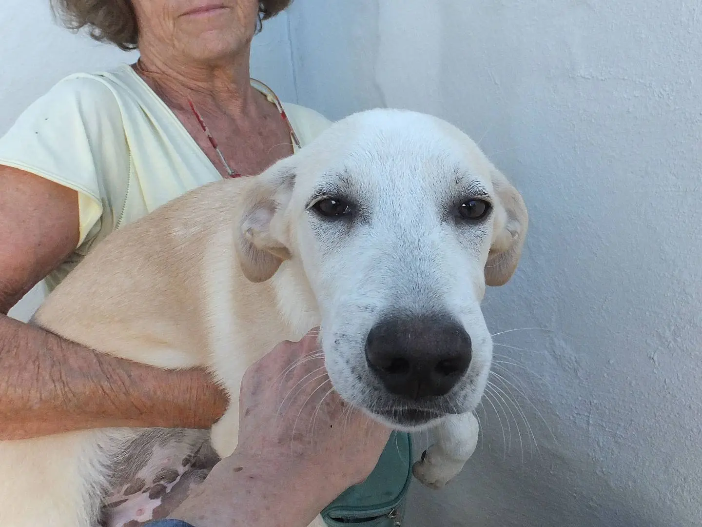 Adotta un cane, taglia media, maschio, Frosinone