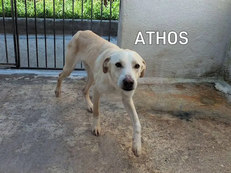 Adozione cane, maschio, Razza sconosciuta Razza sconosciuta, 3 anni e 5 mesi, taglia media, Frosinone