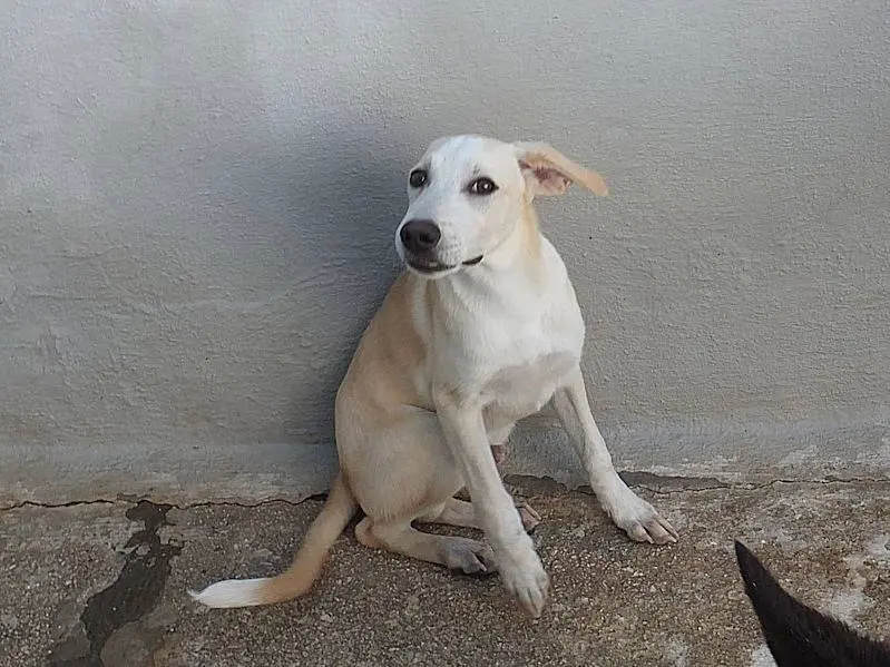 Adotta un cane, maschio, 3 anni e 5 mesi, Frosinone