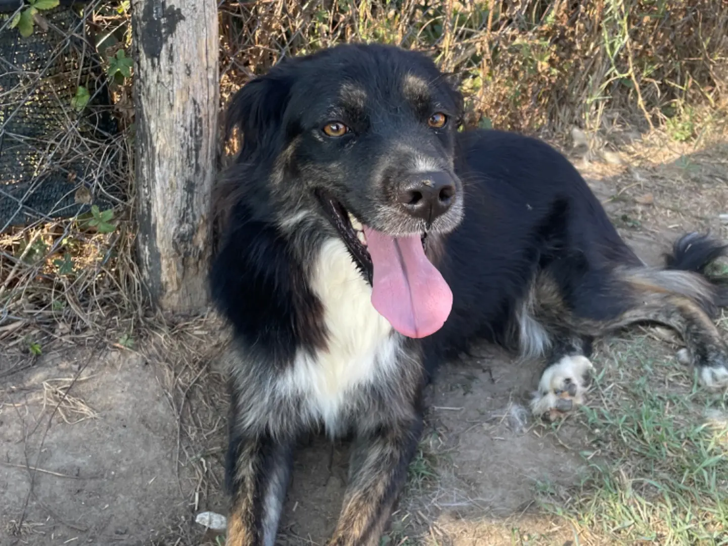 Adozione cane, femmina, Razza sconosciuta Razza sconosciuta, 4 anni e 9 mesi, taglia media contenuta, Latina