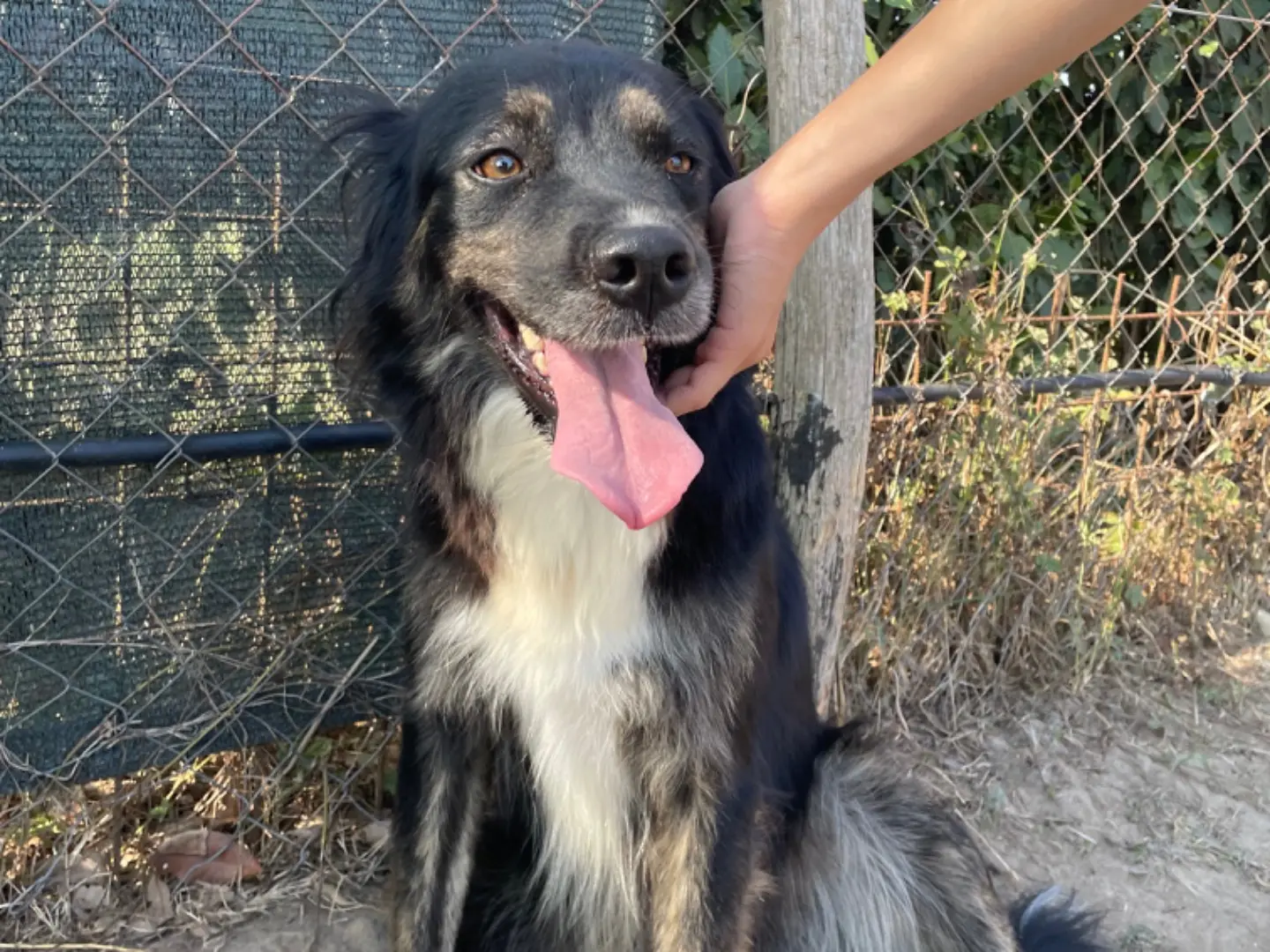 Adotta un cane, femmina, 4 anni e 9 mesi, Latina