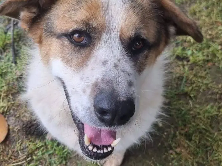 Adozione cane, maschio, Razza sconosciuta Razza sconosciuta, 6 anni e 8 mesi, taglia grande, Roma