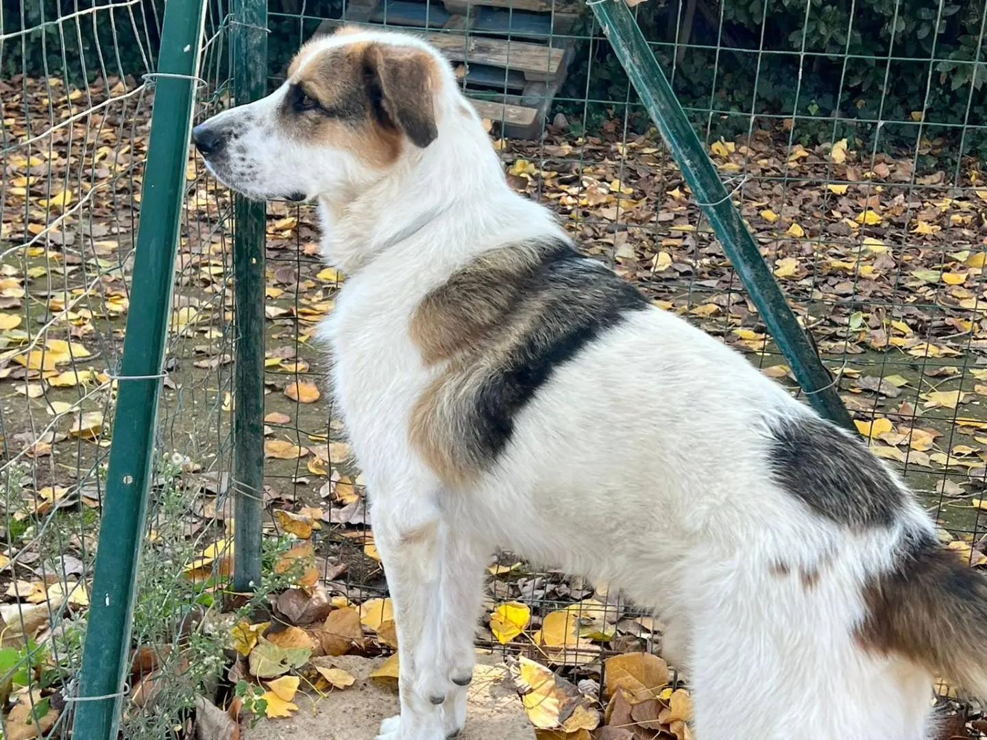 Adotta un cane, maschio, 6 anni e 8 mesi, Roma